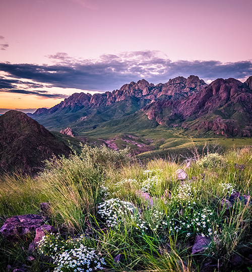 Mountains, pink sky, meadow flowers in the front