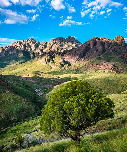 Mountains with blue sky and tree in foreground