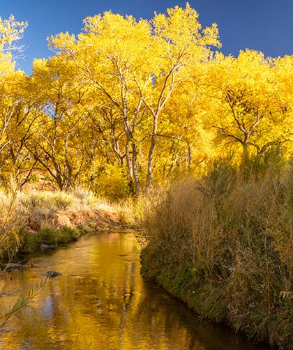 Yellow cottonwood trees and stream