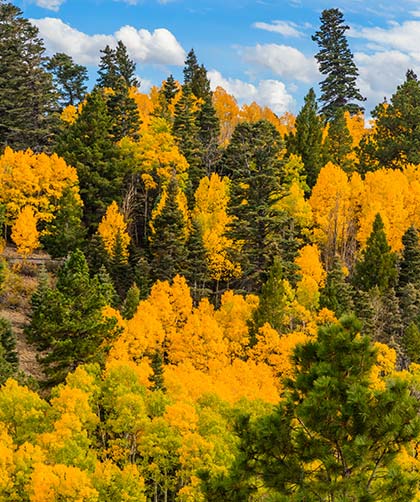Yellow aspen trees and pine trees